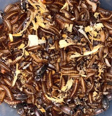 Dermestid Beetles – XL Starter Colony x500 QTY – Cleanup Crew & Taxidermy