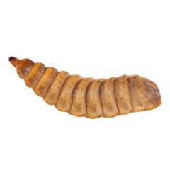 Medium Black Soldier Fly Larvae 1/2″ Live Feeder Insects | FREE SHIPPING & Live