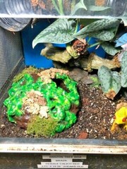 Arboreal Attitudes Weighted Ground Hides For Terrariums And Cages For Reptiles