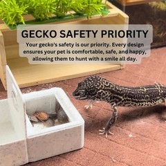 Geckopia Triple Dish | Marble