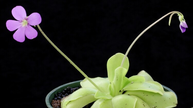Pinguicula ‘Pirouette’
