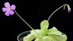 Pinguicula ‘Pirouette’
