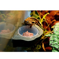 Portable Gecko Feeder Ledge Reptile Magnetic Decorative Feeding Bowl Creative