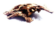NATURAL MANGROVE DRIFTWOOD #312 WYSIWYG – AQUASCAPING, SUPER PRICE!! DECORATION