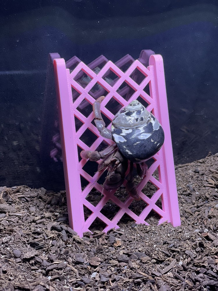 Hermit Crab Climbing Ladder Hermit Crab Habitat Decor Ornament Accessories Toys
