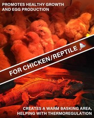 Heat Lamp Bulbs for Chickens Coop Brooder,150 Watt Reptile Heat Lamp Bulb Inf…