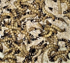 Live Superworms 1.5-2″ Live arrival guarantee if held at P.O for pickup.