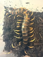 Lava Centipede (Scolopendra subspinipes ‘Piceoflava’) – 8-10 in