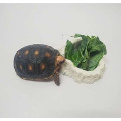 Resin Water Bowl Red or White Striped Pet Reptile Terrarium Food Dish