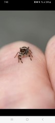 Jumping Spider Black & White with Iridescent Green Chelicerae Markings