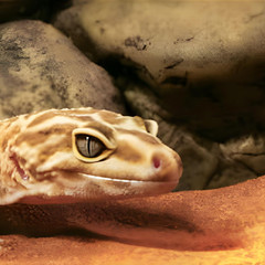 Reptile Den Extra Large