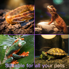 All-In-One Reptile Heat Lamp Bundle, Dual-Head UVB&UVA Lamp with Timer & Hygroth