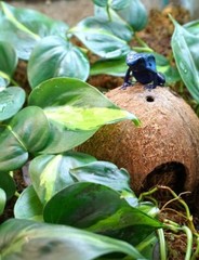 T-Rex ReptileTerrarium Décor – Dome Home