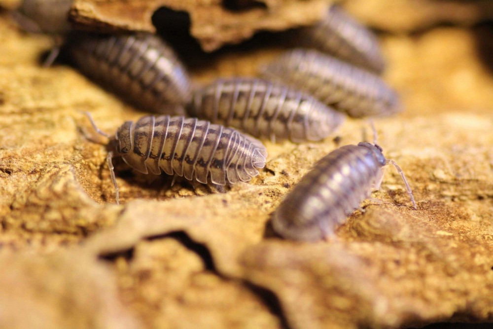 🩶Wild Type 🩶LIVE Isopods 10ct+ Armadillidium Nasatum Clean Up Crew! Terrarium
