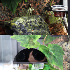 Gecko Feeder Ledge with 6 Pack Plastic Bowls Crested Gecko Food Dish Strong Magn
