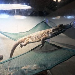 Triangular Green Bearded Dragon Hammock Set – 2 Breathable Loungers for Lizards