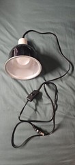 Reptile Clamp Lamp – Black