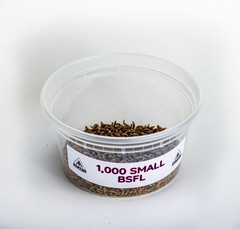 SMALL Black Soldier Fly Larvae (Feeding-Grade)