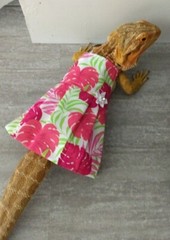 Bearded dragon Dress