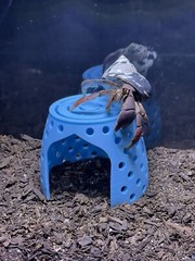Hermit Crab Hideout Climbing Dome Cave Hermit Crab Pet Supplies Ornament Toys