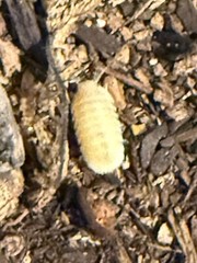 Total white out cubaris Isopod NEW MORPH !!! 15 count
