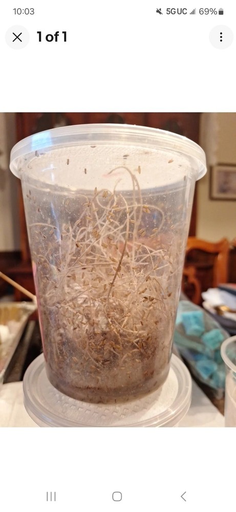 flightless fruit fly culture(FREE SHIPPING)