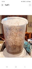 flightless fruit fly culture(FREE SHIPPING)