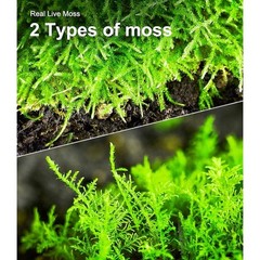 Live Moss Terrariums & Reptiles Humidity Support Natural Growth 2 Pieces New
