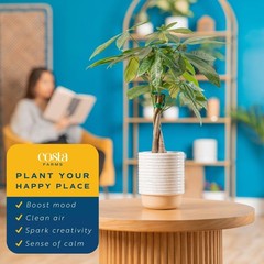 Costa Farms Money Tree (Pachira Aquatica) Live Indoor Bonsai-Style Plant, 12-…