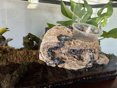 Reptile Magnetic Ledge With 5 Feeder Cups Small Desert