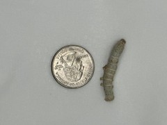 Live Silkworm (Large Size)