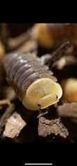 Rubber Ducky/Blonde Rubber Ducky Isopods LAG