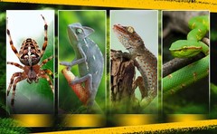 Reptile Feeding Box Lightweight Portable Ventilation Container Storage Box