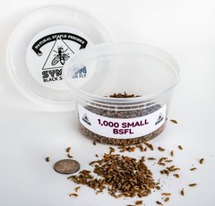 SMALL Black Soldier Fly Larvae (Feeding-Grade)