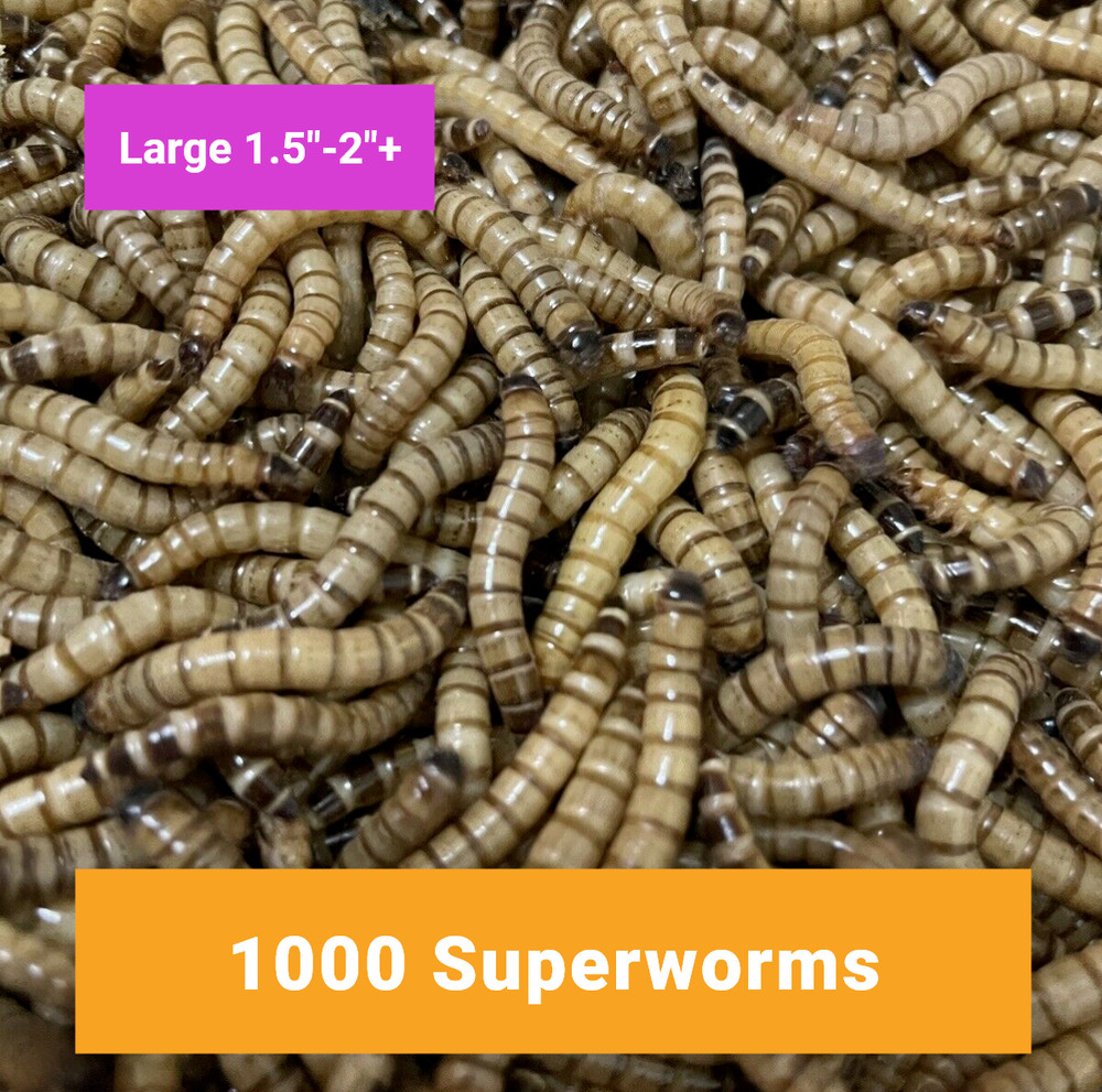 1000 LARGE SUPERWORMS 1.5″-2″ – Free Shipping, Live Arrival Guarantee