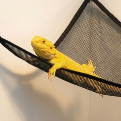 Sorcristy Snake Climbing Rings and Net Hammock Set, Reptile Enrichment Toys f…