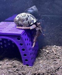 Hermit Crab Tank Cave Hideout Hermit Crab Ornament Decoration Supplies Toys