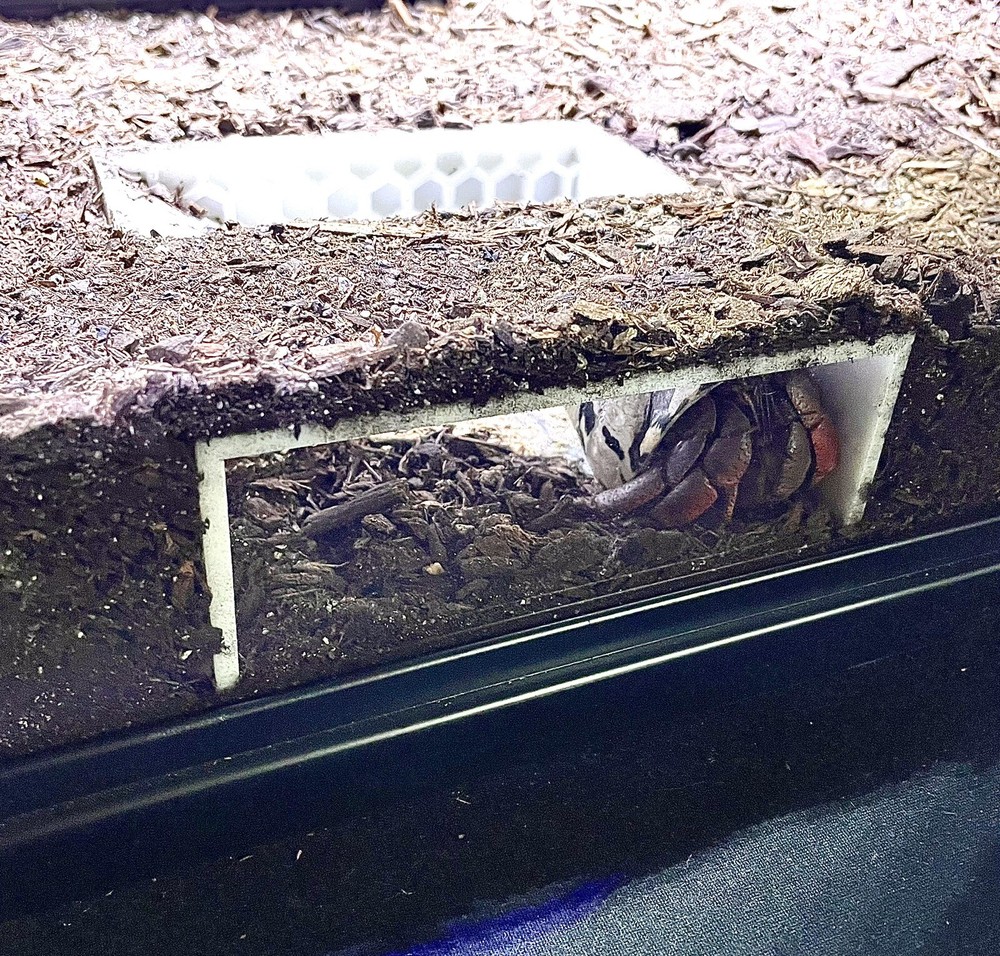 Hermit Crab Tank Decor Underground Hideout Cave Accessories Supplies Decorations