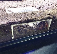 Hermit Crab Tank Decor Underground Hideout Cave Accessories Supplies Decorations