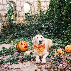 Dog Bandana Fall Halloween Adjustable Scarf Handkerchief Bib Small Large Dog