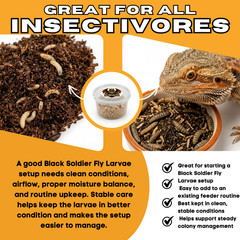 500 Black Soldier Fly Larvae Live Feeder Insects for Reptiles & Amphibian