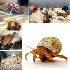 Hermit Crab Shells Natural Seashells 15PC Small Medium Large Aquarium Decor