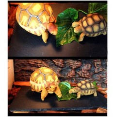 Reptile Basking Platform Tortoise Feeding Dish Natural Rock Reptile Food Bowl La
