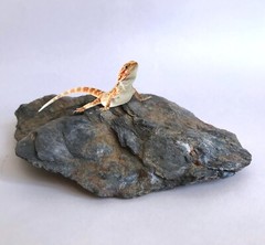 Small Reptile Basking Platform/Rock made of Silvery Gray Phyllite Schist