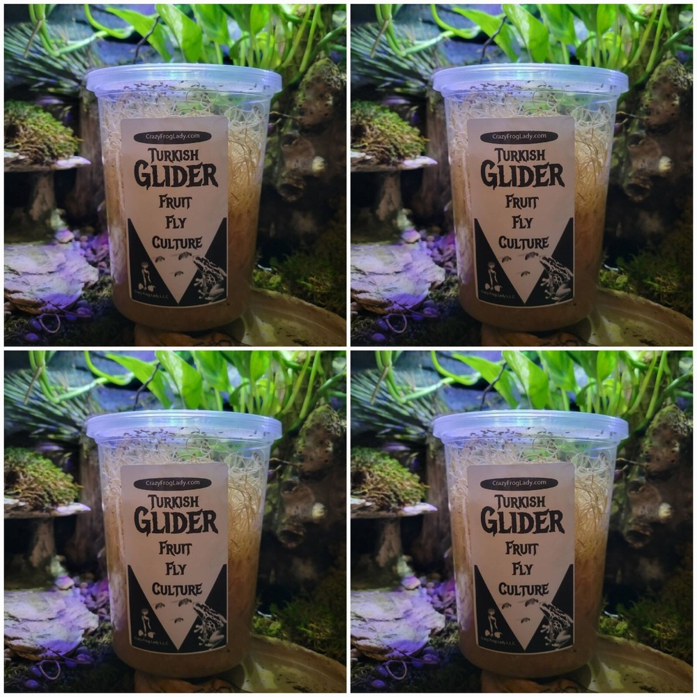 Turkish Gliders Fruit Fly 4 PACK cultures Dart Frog Food Reptile Food