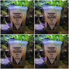Turkish Gliders Fruit Fly 4 PACK cultures Dart Frog Food Reptile Food