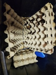 Dubia Roaches Feeder Insects Various Sizes for Reptile Feeding