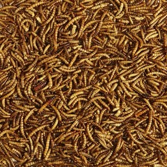 Kaytee Wild Bird Food Mealworms For Bluebirds, Wrens, 3.5 Ounce (Pack of 1)