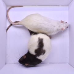5 Frozen Feeder Rats Jumbos -FREE S&H -MiceDirect!! Rodents! Reptiles Snake food