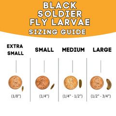 500 Black Soldier Fly Larvae Live Feeder Insects for Reptiles & Amphibian